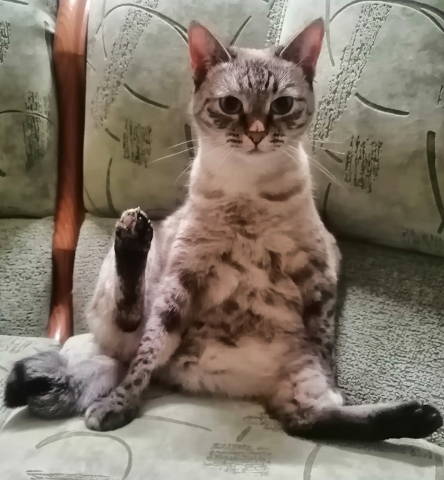 Котовторник