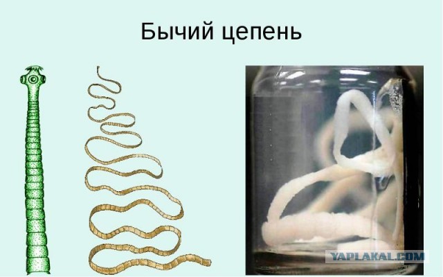 Носопырка готовит стейк