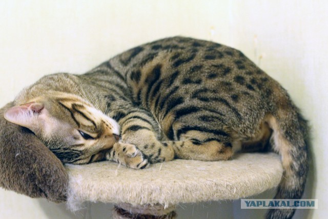 О бенгальских котах на наглядном примере