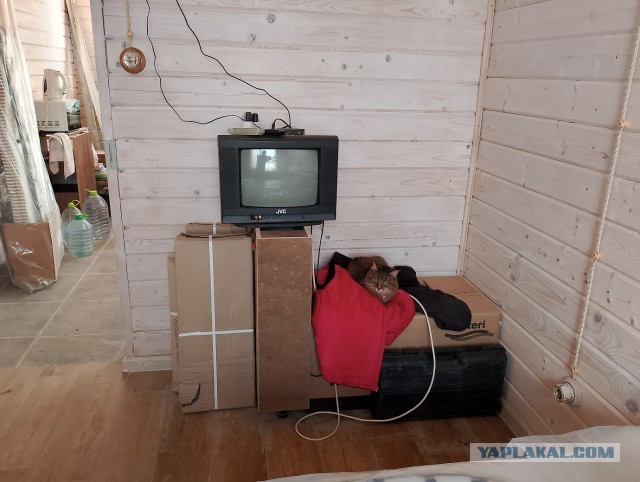 История одного котенка
