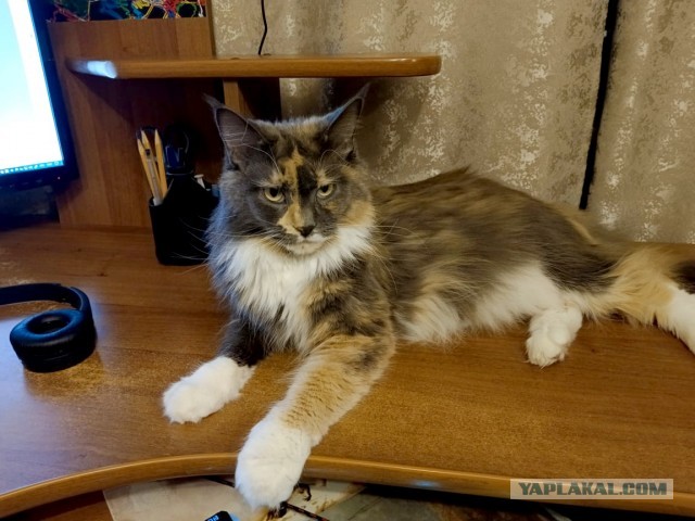 К котовторнику: подборка картинок-баянов с котиками и про котиков. Выпуск 8