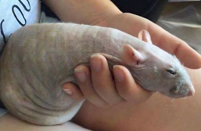 Сегодня отмечается День отправки дикпиков