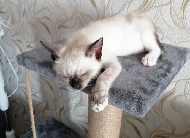 Принимайте в ряды которабов