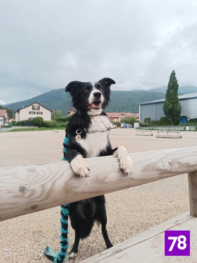 Две петербурженки и пес Ларри заняли первые места на чемпионате Европы по танцам с собаками