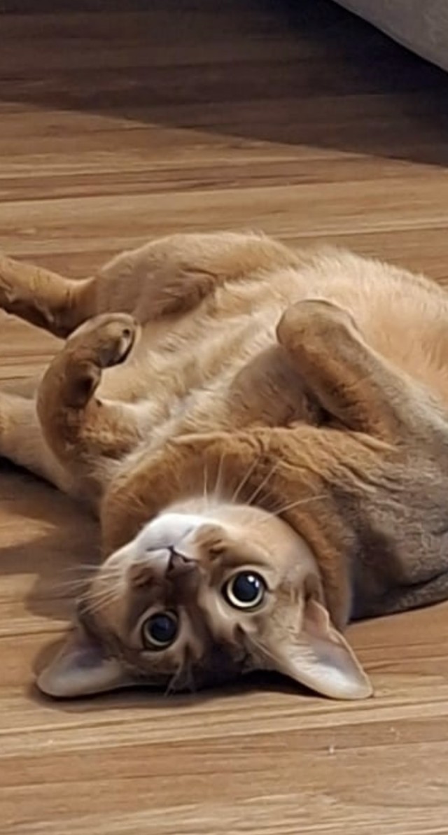 К котовторнику)