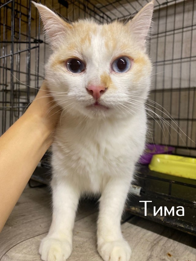 Жизнь домашнего приюта "Котоленд" 519