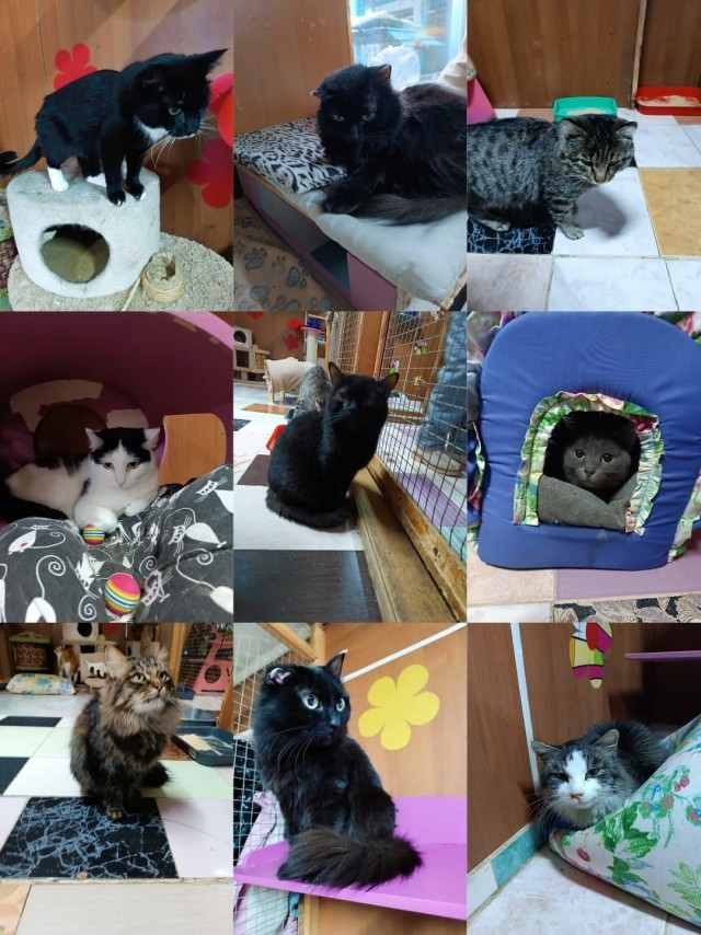 К-котовторник.
