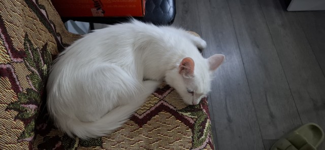 Не успел к котовторнику