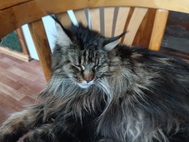 Котики и лицемерие.