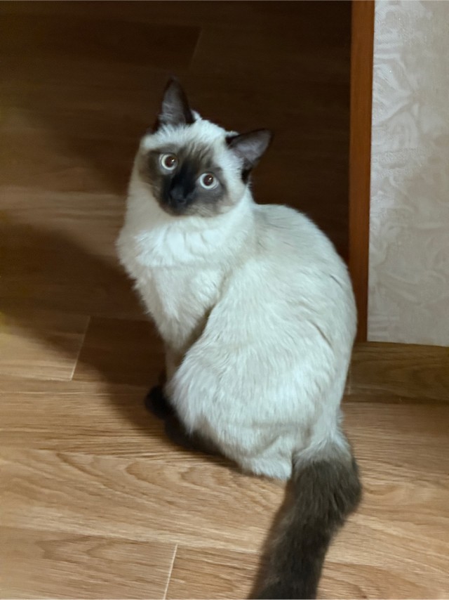 А котовторник уже пришёл?