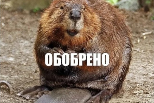 Семейная пара бобров в Ленобласти активно начала встречать весну