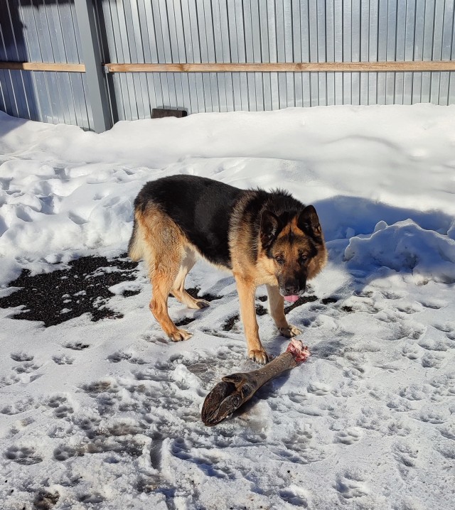 Давай купим собачку