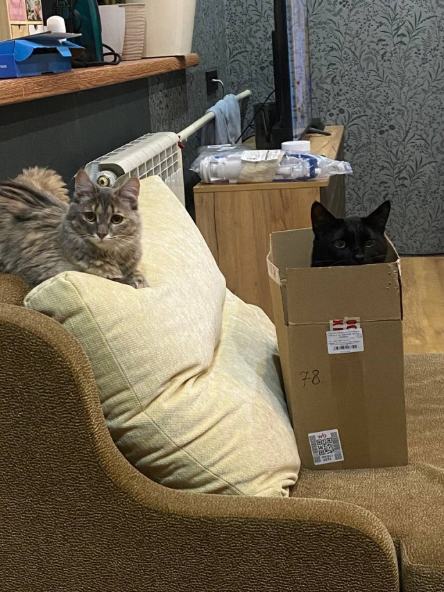 Котовторник же!