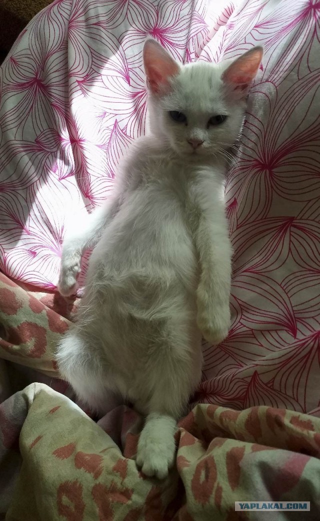 Прибавление в котосемействе.
