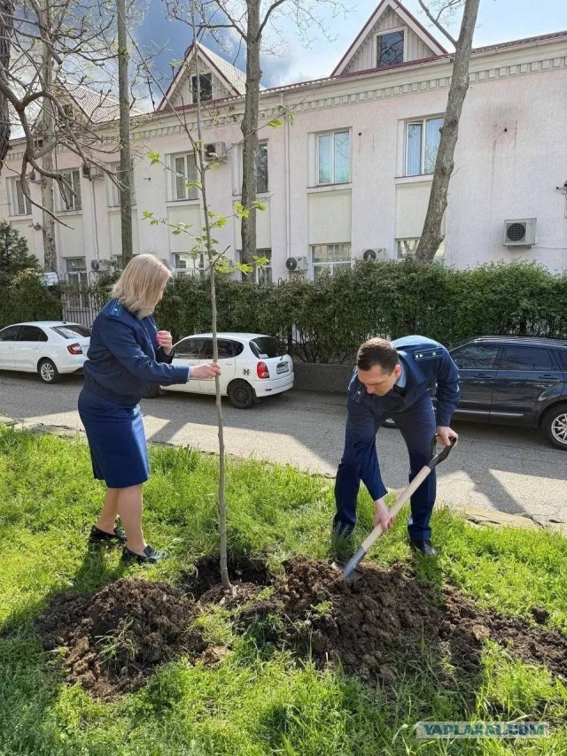 В Туапсе приняли решение озеленить город, для улучшения экологической обстановки