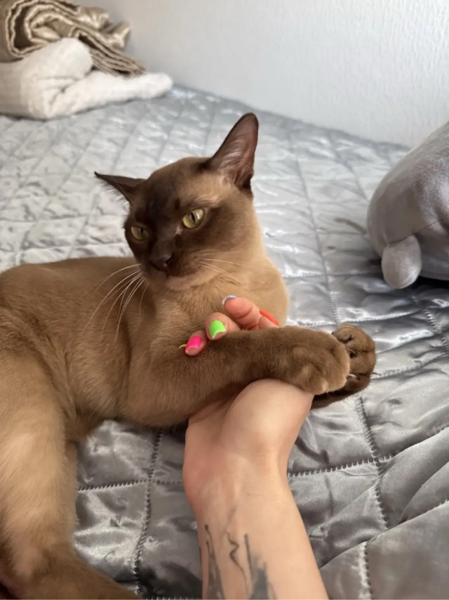 Котовторнику - Быть