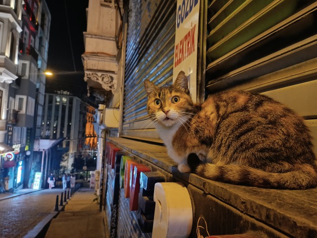 Уличных трёхцветных кошек тред