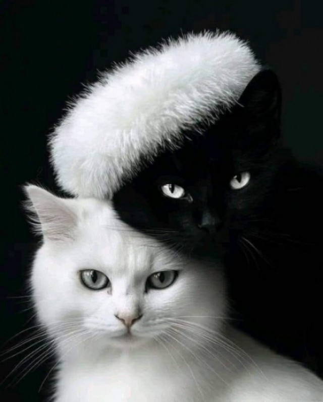 Коты берут весь удар на себя