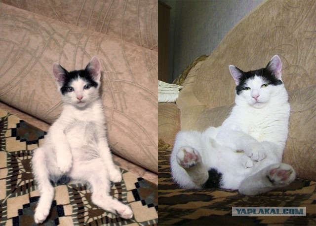 Коты и время