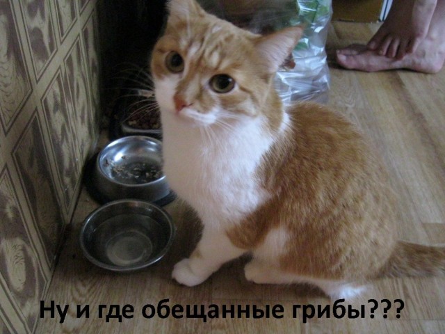 Котовторник 17.09.2013