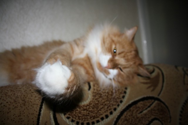 Котовторник  05.11.2013