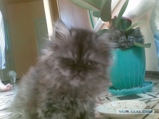 Котовторник   17.12.2013