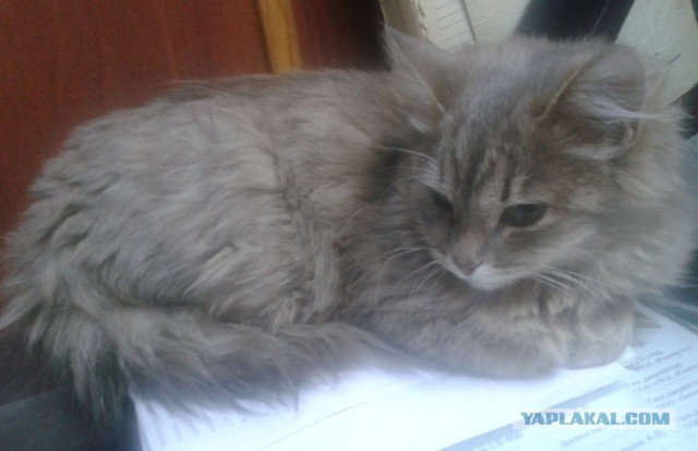Кошке нужен хозяин