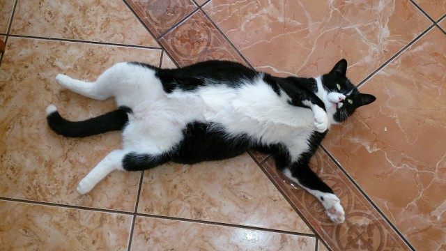 Котовторник  28.01.14