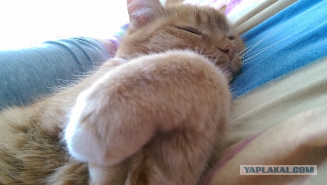 Котовторник  28.01.14