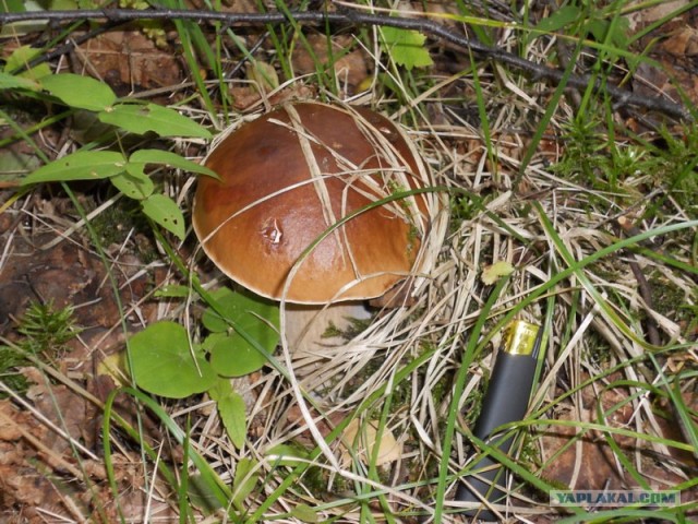 Осень - грибная пора