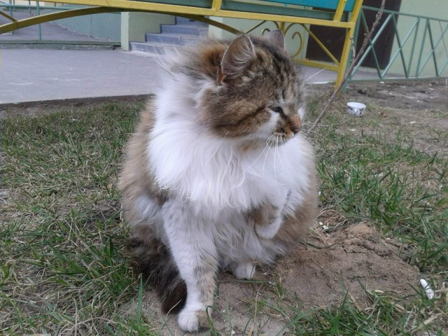 Котовторник 01.04.2014