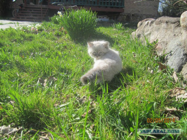 Котовторник 6.05.2014