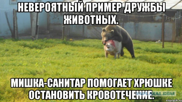В деревне медведь заглянул в гости