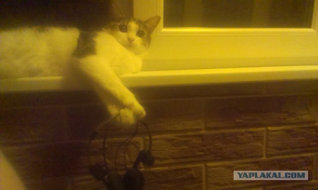 Котовторник 24.06.2014