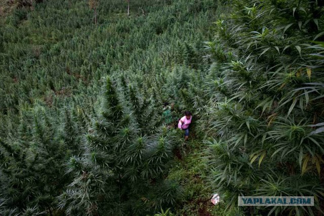 Плюсомет со шпалометом