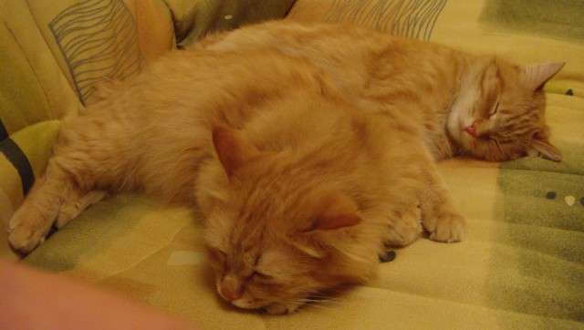 Котовторник 20.01.2015