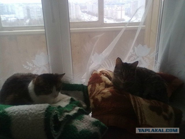 Котовторник