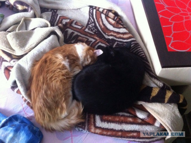 Котовторник 24.03.2015