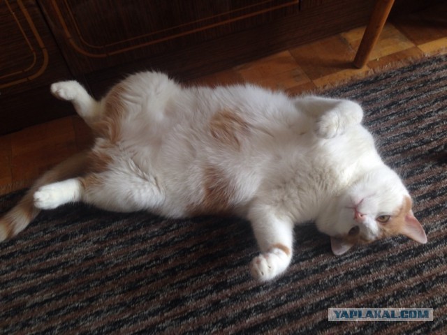Котовторник 16.06.2015., Котовторник наступил!