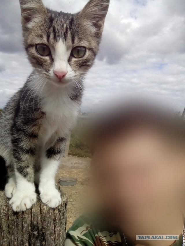 Котовторник 15-09-2015 !