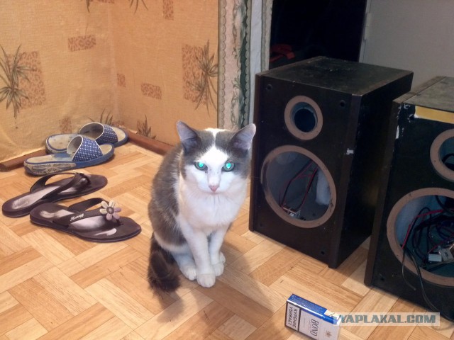 Котовторник 29-09-2015,