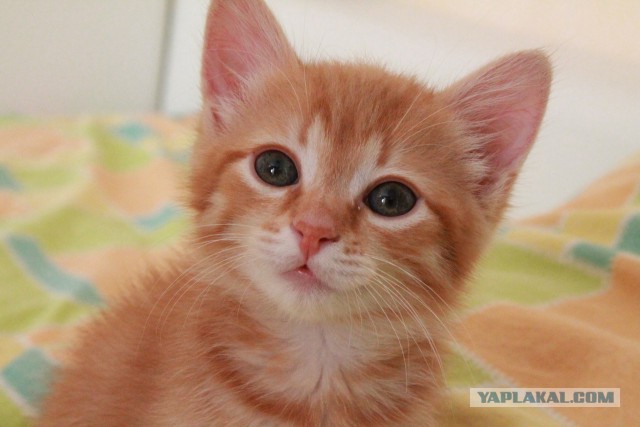 Котовторник