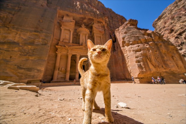 Пост невероятной кошачьей красоты. 25 фот.