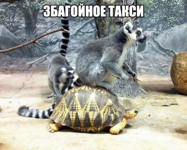 Прикольные картинки и демотиваторы