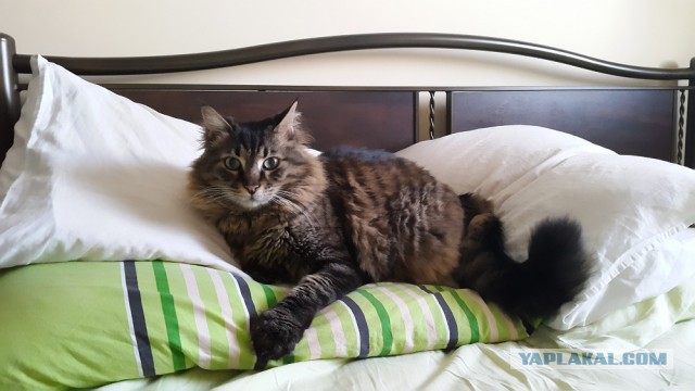 Котовторник  01.03.2016