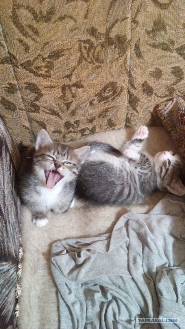 Когда котик зевнул не вовремя...