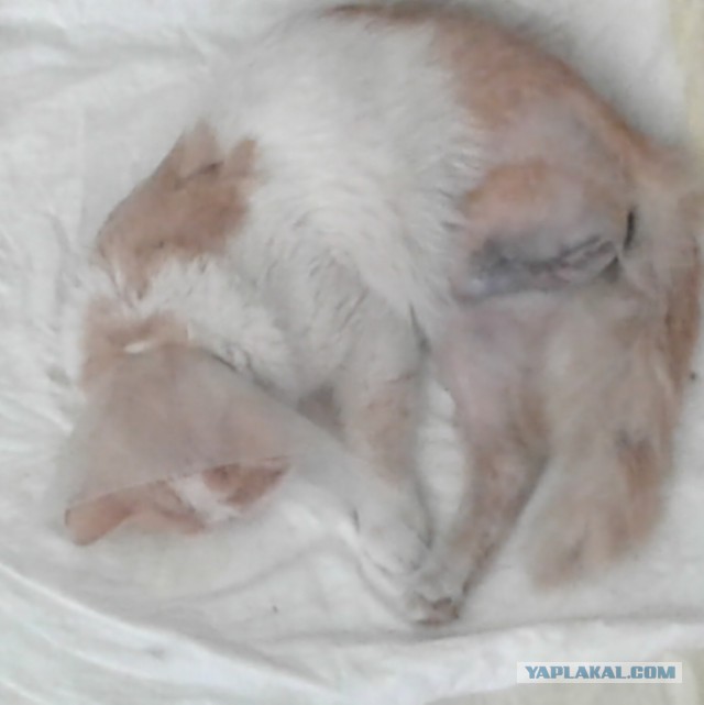 Неужели это сделали разумные существа?!