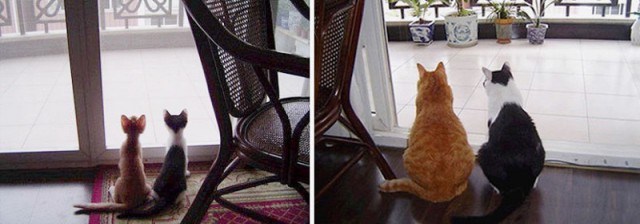 Котовторник 19.07.2016