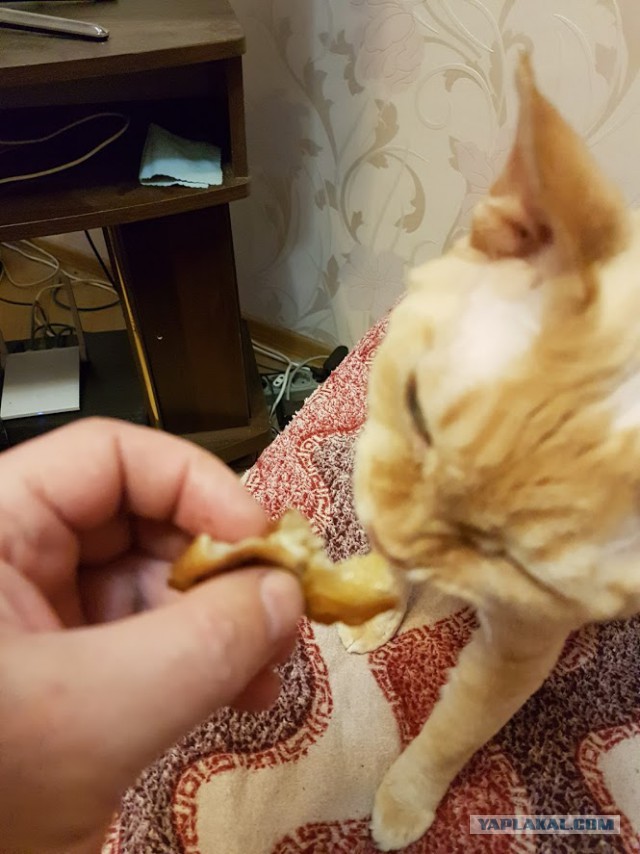 Котовторник 01.11.2016 г.