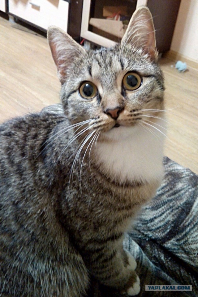 Коты из сети